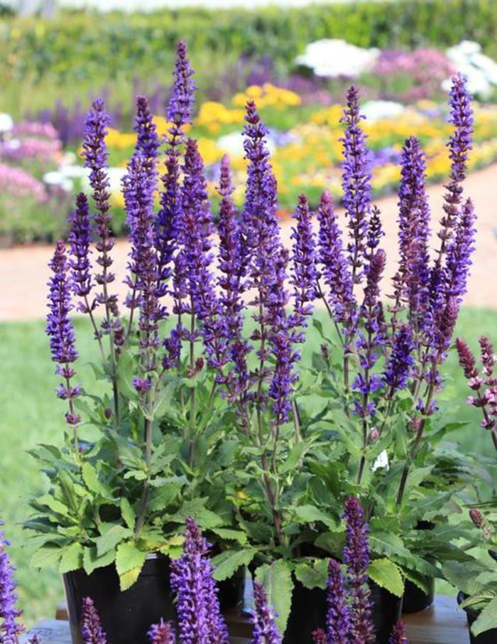 Meadow Sage - Salvia nemorosa 'Salvatore Blue' Meadow Sage - Salvia nemorosa 'Salvatore Blue'