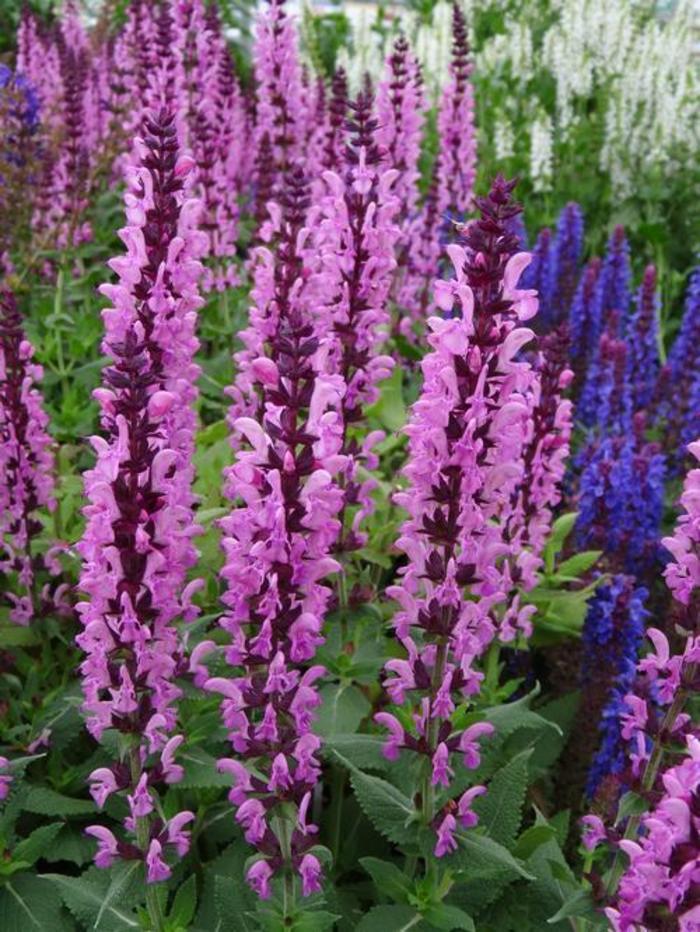 Meadow Sage - Salvia nemorosa 'Sensation Deep Rose Improved'