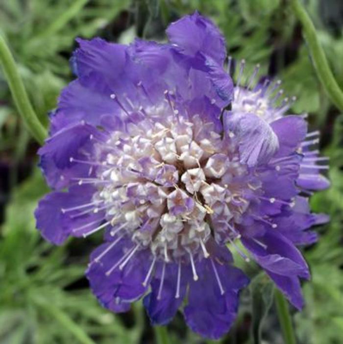 Pincushion Flower - Scabiosa caucasia 'Fama Deep Blue' Pincushion Flower - Scabiosa caucasia 'Fama Deep Blue'