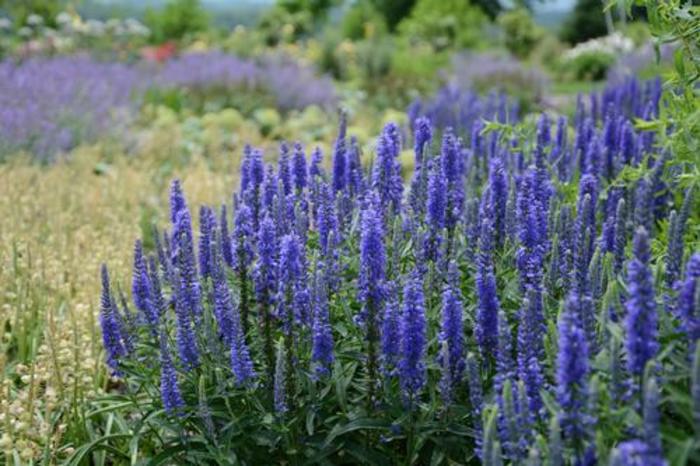 Speedwell - Veronica spicata 'Moody Blues® Dark Blue' Speedwell - Veronica spicata 'Moody Blues® Dark Blue'