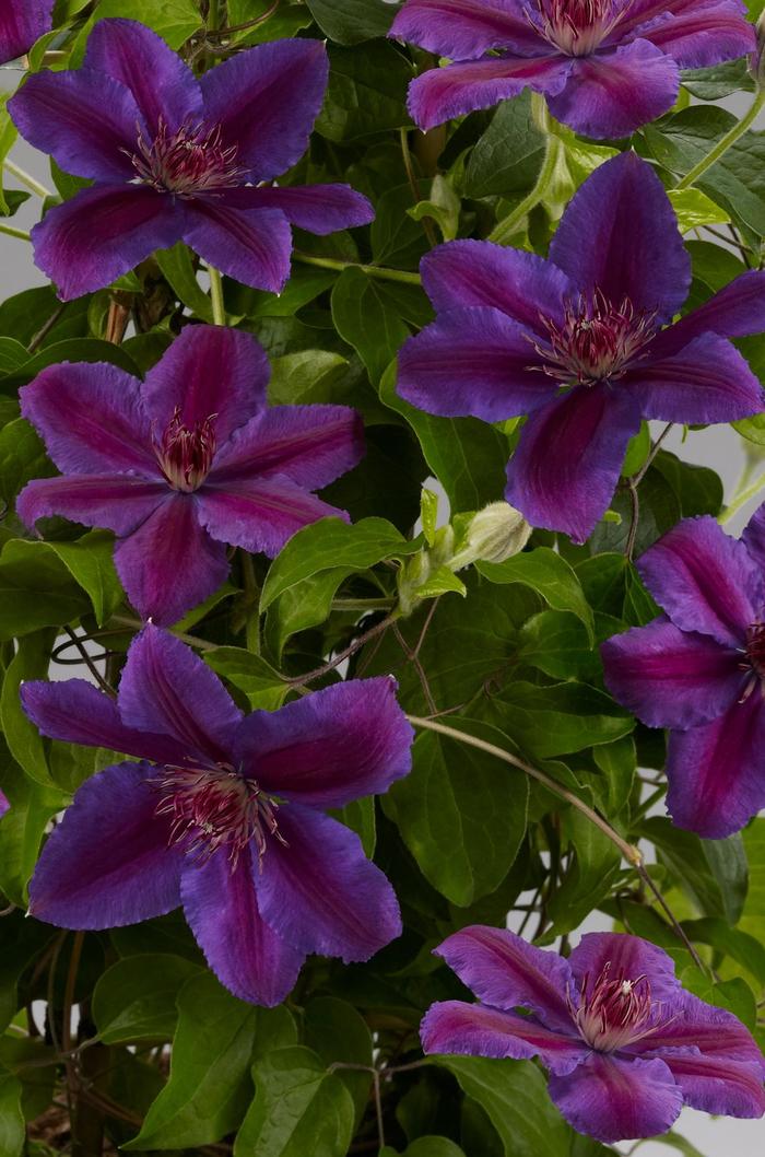 Clematis - Clematis 'Paulie™' Clematis - Clematis 'Paulie™'