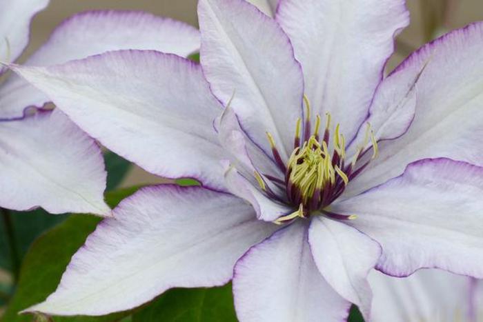 Clematis - Clematis 'Boulevard® Samaritan Jo™'