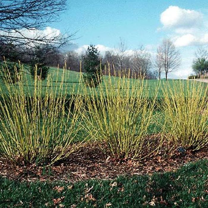 Bud's Yellow Dogwood - Cornus alba 'Bud's Yellow' Bud's Yellow Dogwood - Cornus alba 'Bud's Yellow'