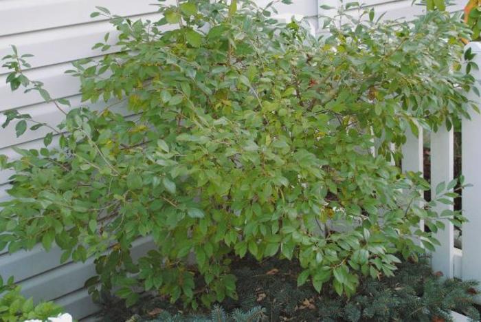 Jim Dandy Winterberry - Ilex verticillata 'Jim Dandy' Jim Dandy Winterberry - Ilex verticillata 'Jim Dandy'