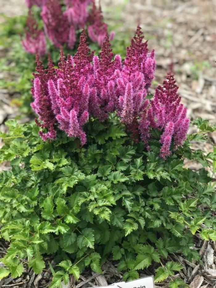 False Spirea - Astilbe chinensis 'Purple Rain'