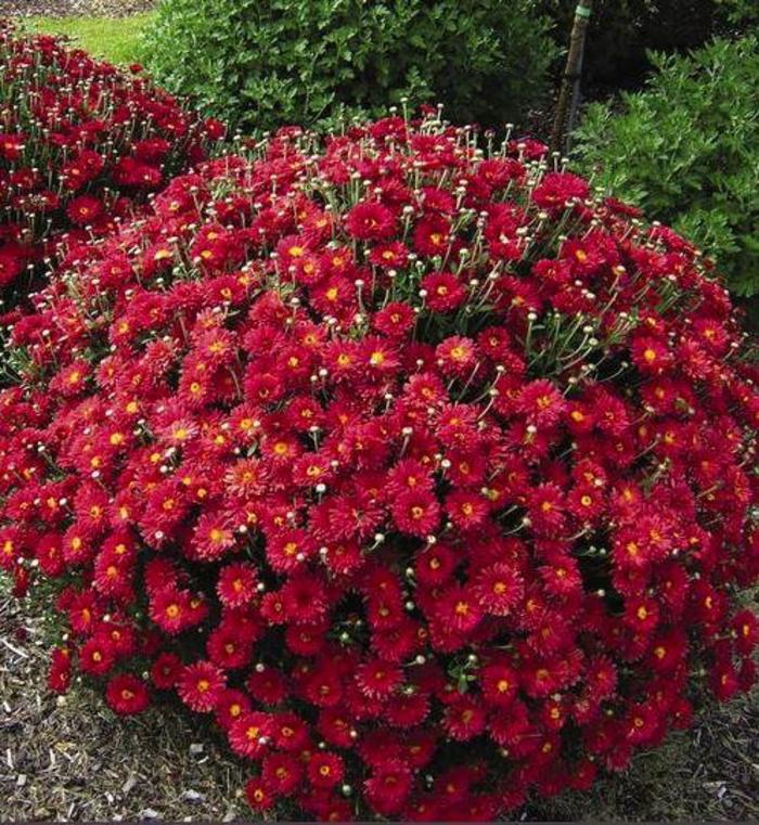 Hardy Mum - Dendranthema 'Mammoth Red Daisy'