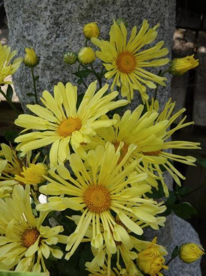 Hardy Mum - Dendranthema 'Mammoth Yellow Quill'