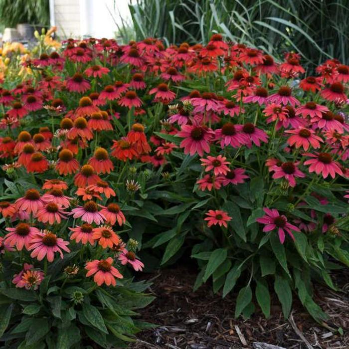 Coneflower - Echinacea 'Lakota Fire' Coneflower - Echinacea 'Lakota Fire'