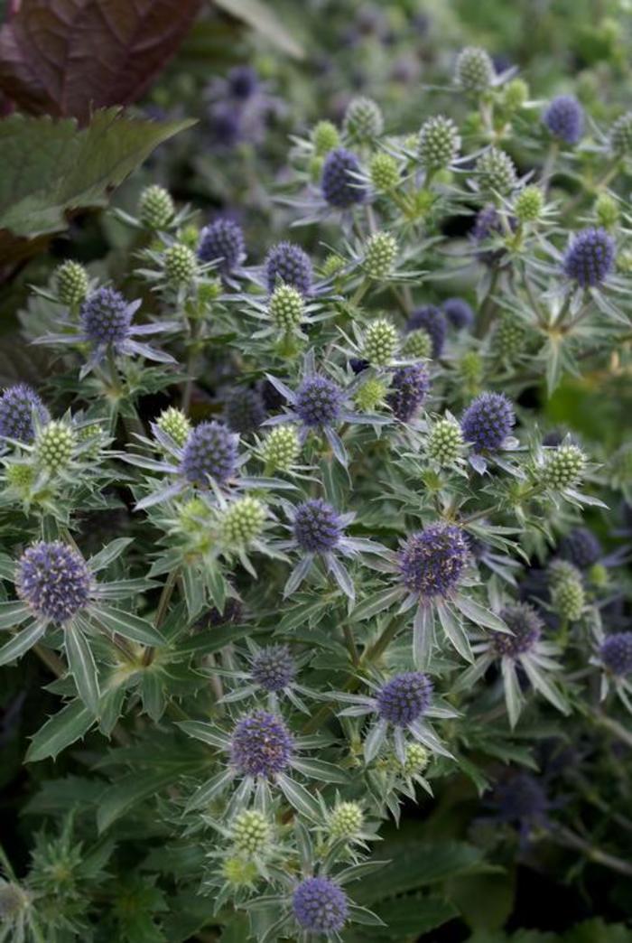 Sea Holly - Eryngium planum 'Blue Hobbit' Sea Holly - Eryngium planum 'Blue Hobbit'