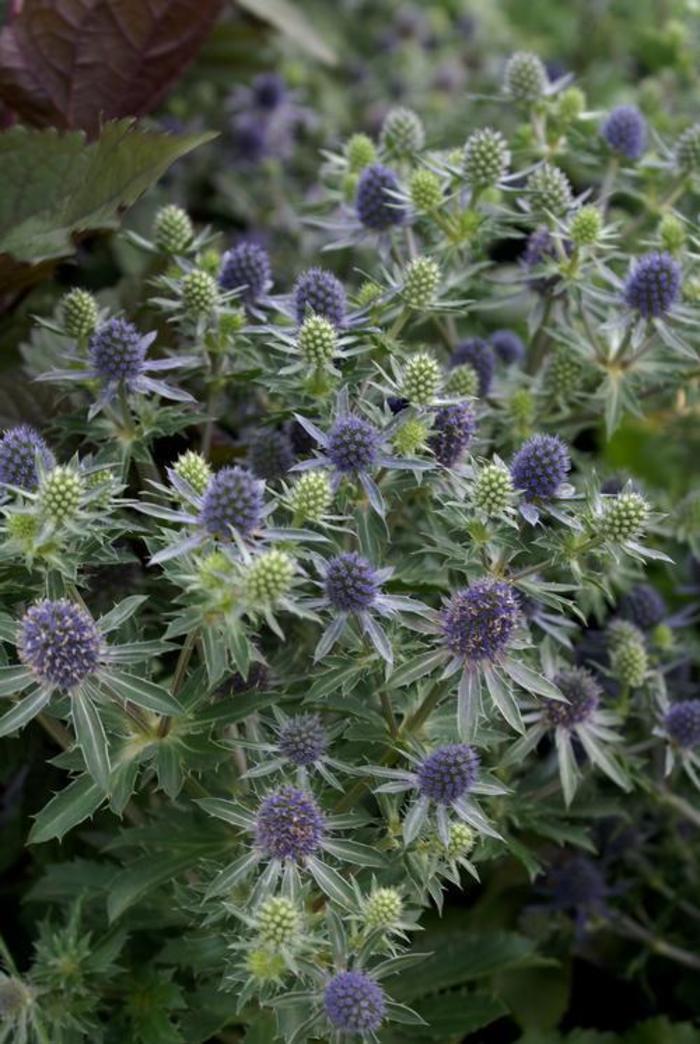 Sea Holly - Eryngium planum 'Blue Hobbit'