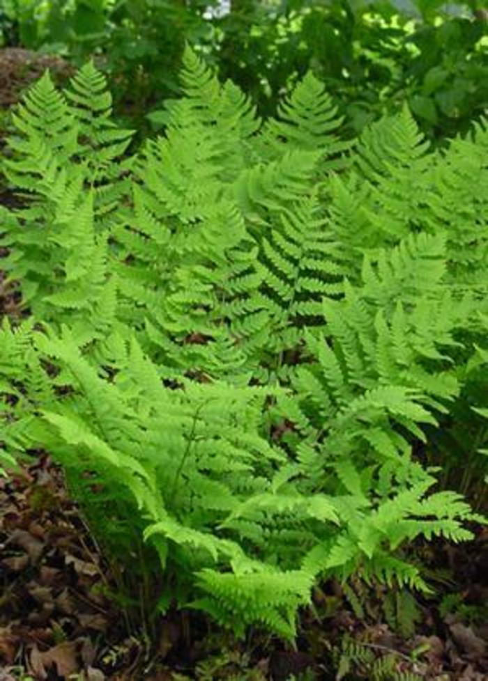 Wood Fern - Dryopteris marginalis