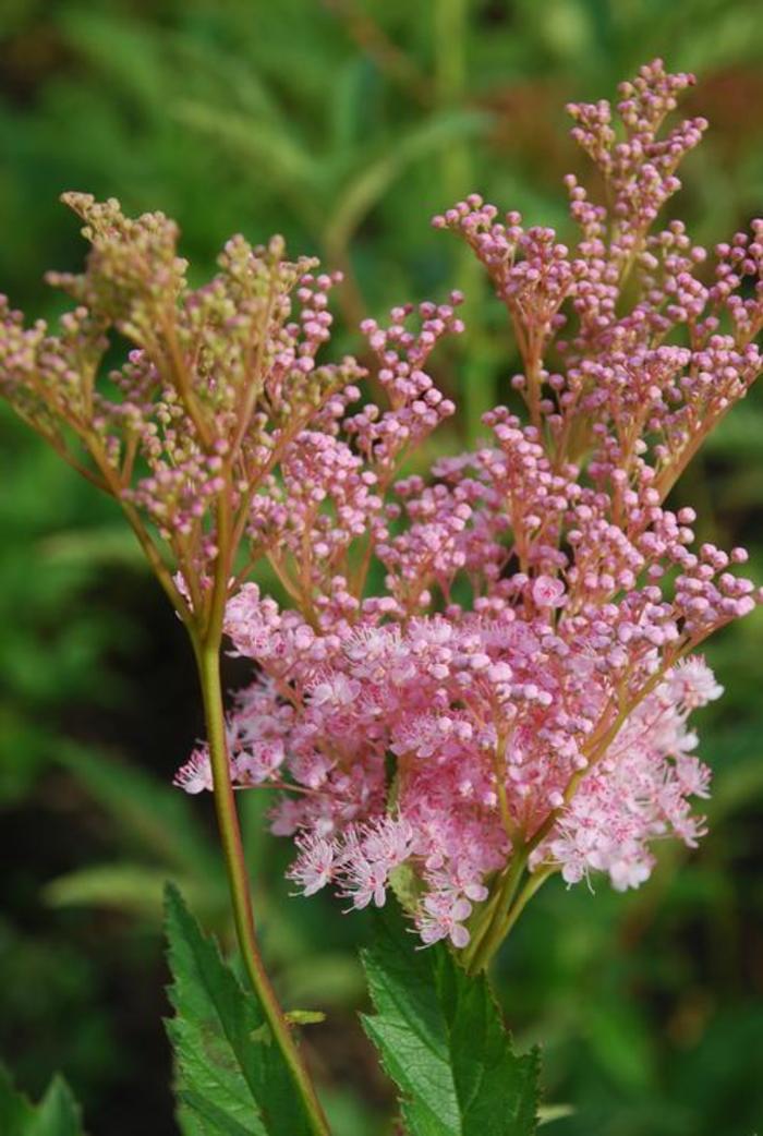 Meadow Sweet - Filipendula rubra 'Venusta'