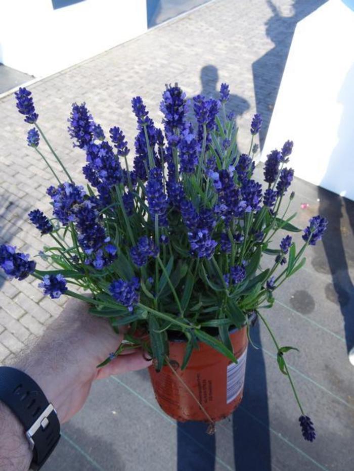 Lavandula angustifolia 'Super Blue' Lavender Ebert's