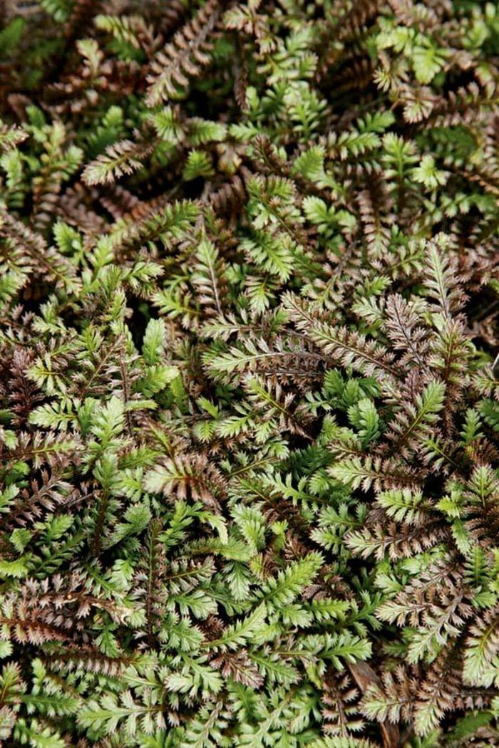 Black Brass Buttons - Leptinella squalida 'Platt's Black' Black Brass Buttons - Leptinella squalida 'Platt's Black'