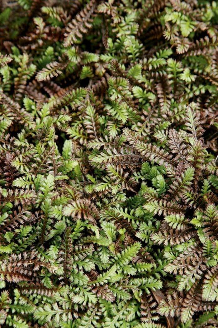 Black Brass Buttons - Leptinella squalida 'Platt's Black'