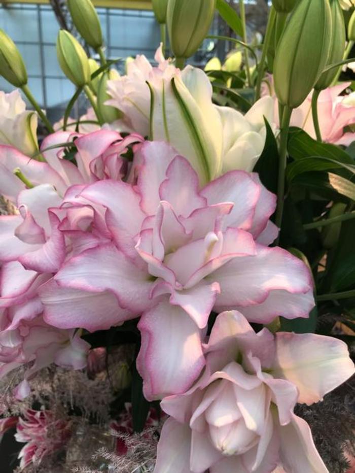 Oriental Lily - Lilium 'Anouska'