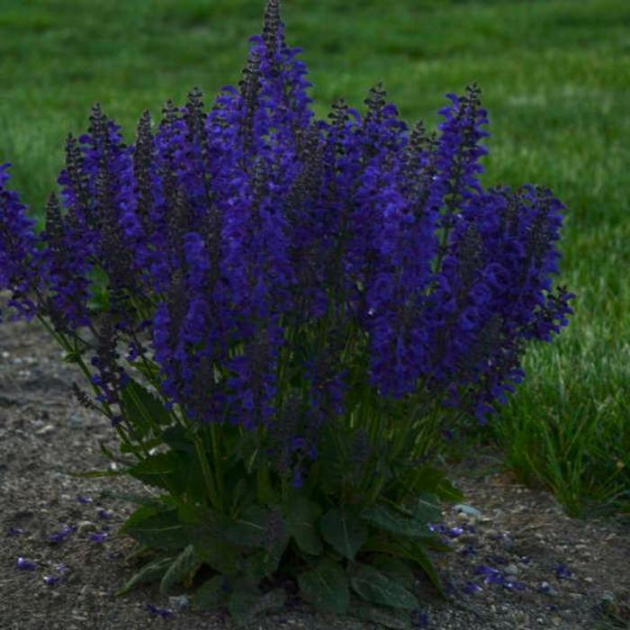 Meadow Sage - Salvia pratensis 'Fashionista® Evening Attire'