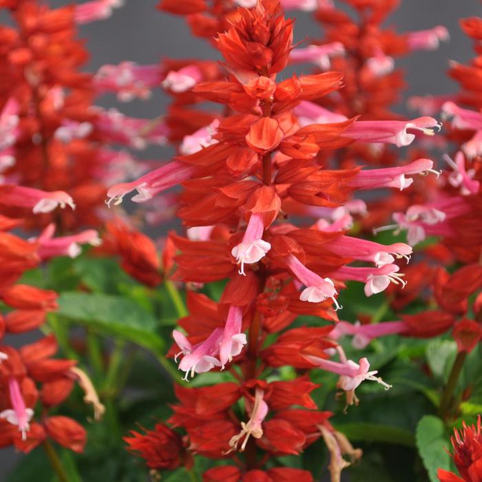 Salvia - Salvia splendens 'Grandstand Red Lipstick Pink' 