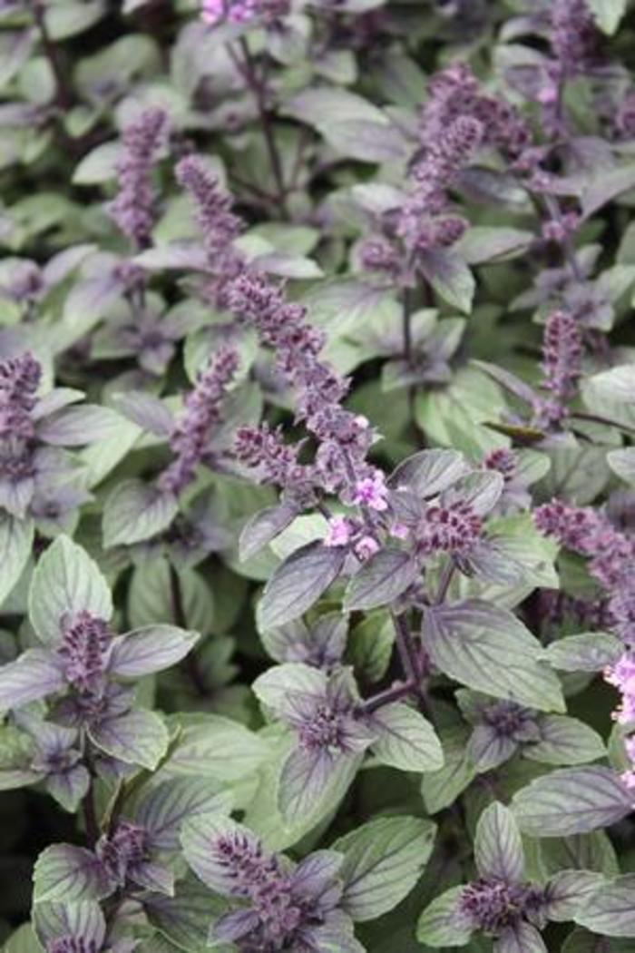 Basil - Ocimum basilicum 'African Blue' Basil - Ocimum basilicum 'African Blue'