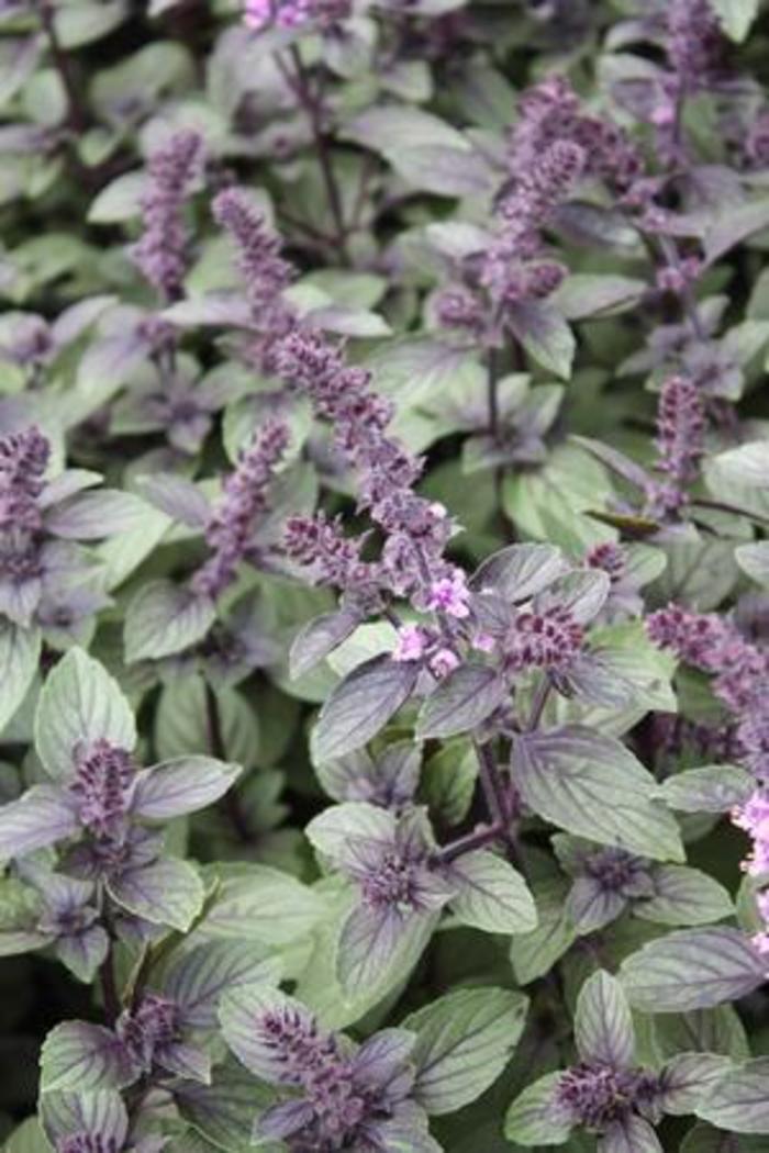 Basil - Ocimum basilicum 'African Blue'