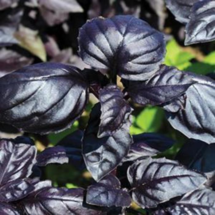 Basil - Ocimum basilicum 'Amethyst''