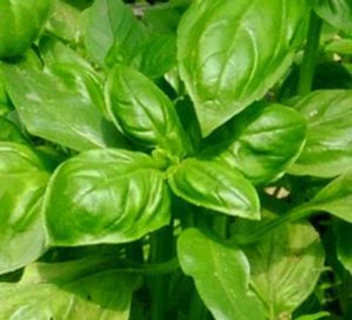 Basil - Ocimum basilicum 'Devotion'