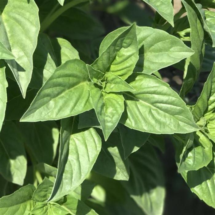 Basil - Ocimum basilicum 'Obsession DMR'