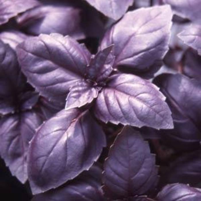 Basil - Ocimum basilicum 'Red Rubin' Basil - Ocimum basilicum 'Red Rubin'