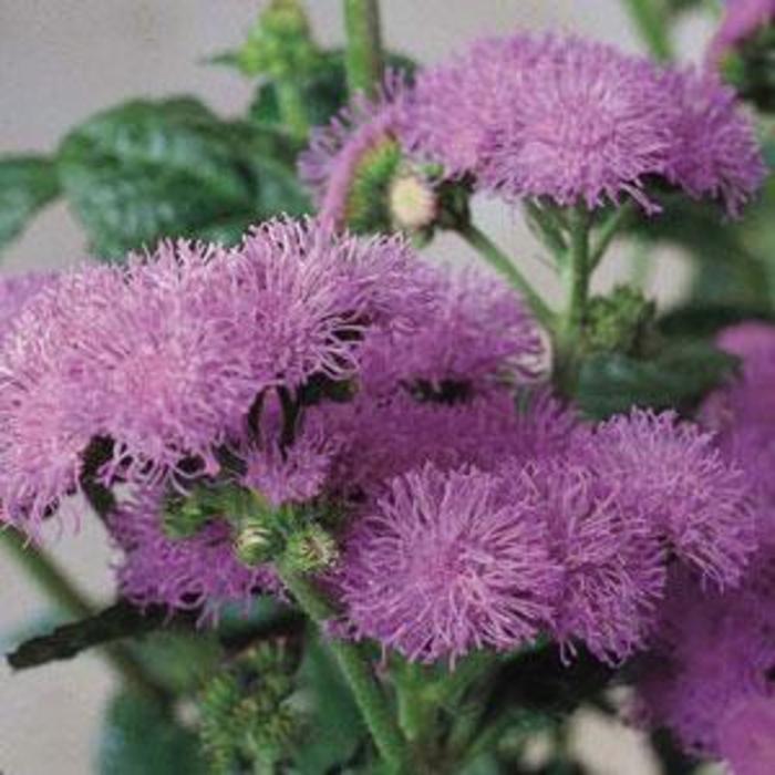 Ageratum - Ageratum houstonianum 'Horizon Blue' Ageratum - Ageratum houstonianum 'Horizon Blue'