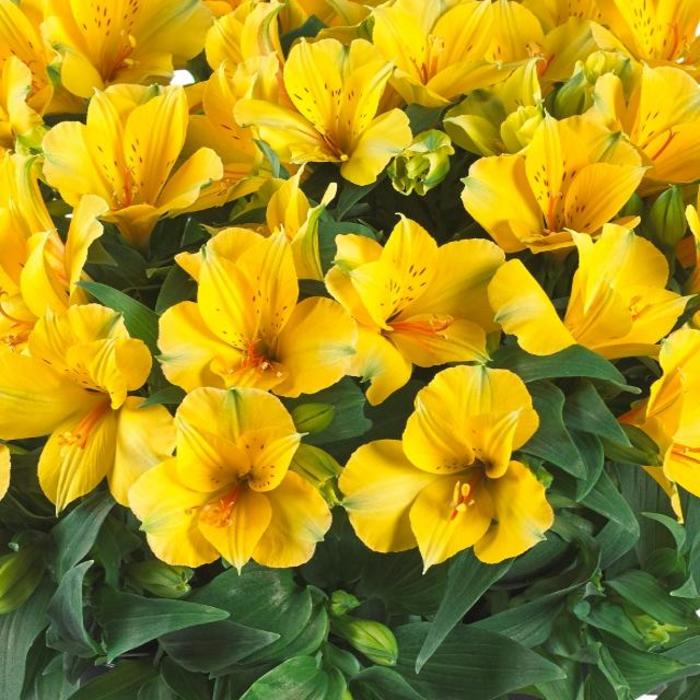 Alstroemeria (Peruvian Lily) - Alstroemeria 'Colorita® Lisa®' Alstroemeria (Peruvian Lily) - Alstroemeria 'Colorita® Lisa®'