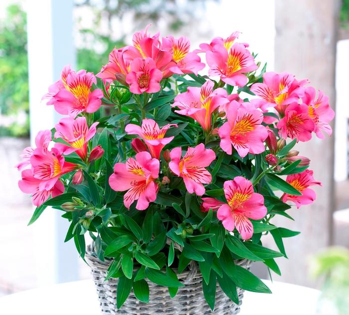 Alstroemeria (Peruvian Lily) - Alstroemeria 'Colorita® Eliane®'