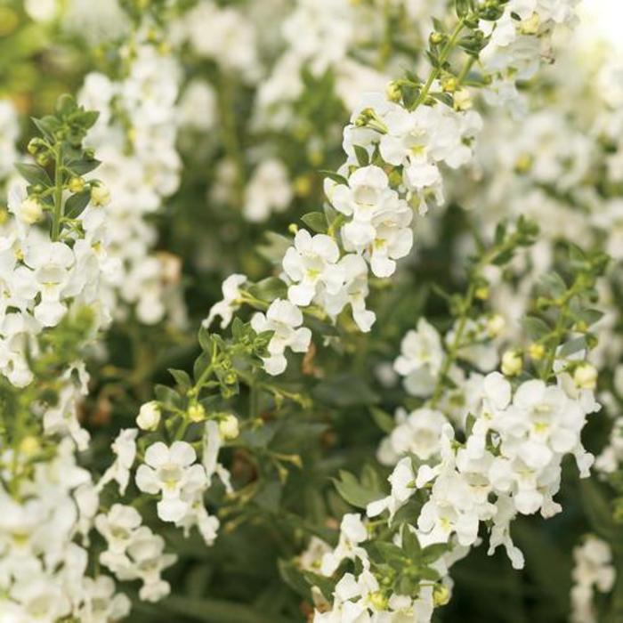 Summer Snapdragon - Angelonia angustifolia 'Angelface® White'
