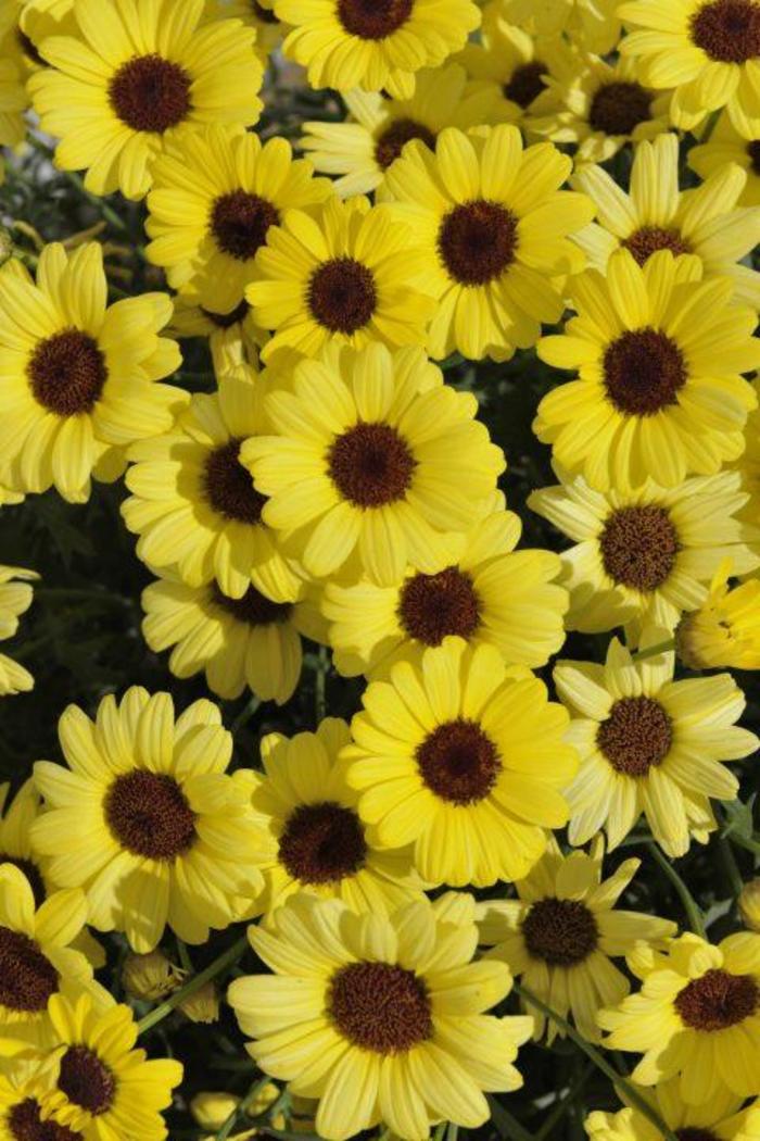 Argyranthemum (Marguerite Daisy) - Argyranthemum frutescens 'GRANDAISY® Yellow'