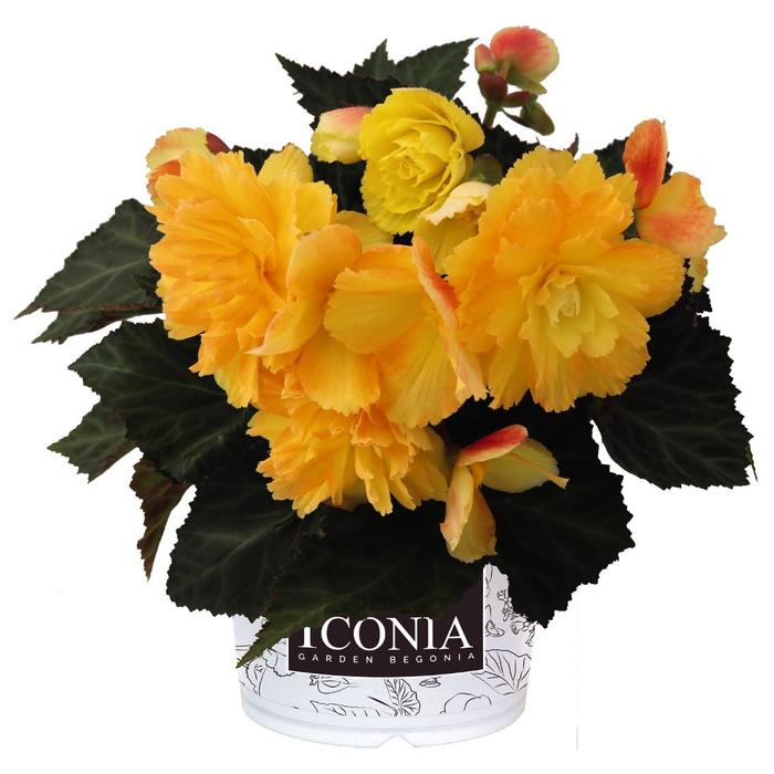 Begonia - Begonia 'I'Conia Portofino Citrix' Begonia - Begonia 'I'Conia Portofino Citrix'