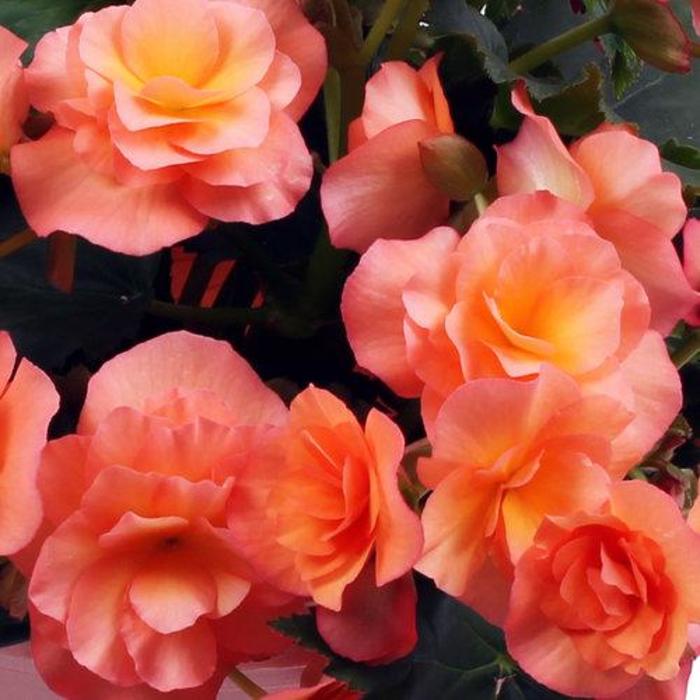Begonia, Rieger - Begonia x hiemalis 'Solenia® Apricot' Begonia, Rieger - Begonia x hiemalis 'Solenia® Apricot'