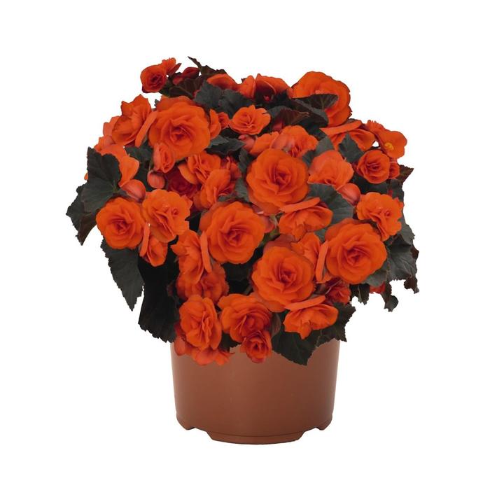 Begonia hiemalis ‘Oh So Orange’ | Rieger Begonia | Ebert’s Greenhouse