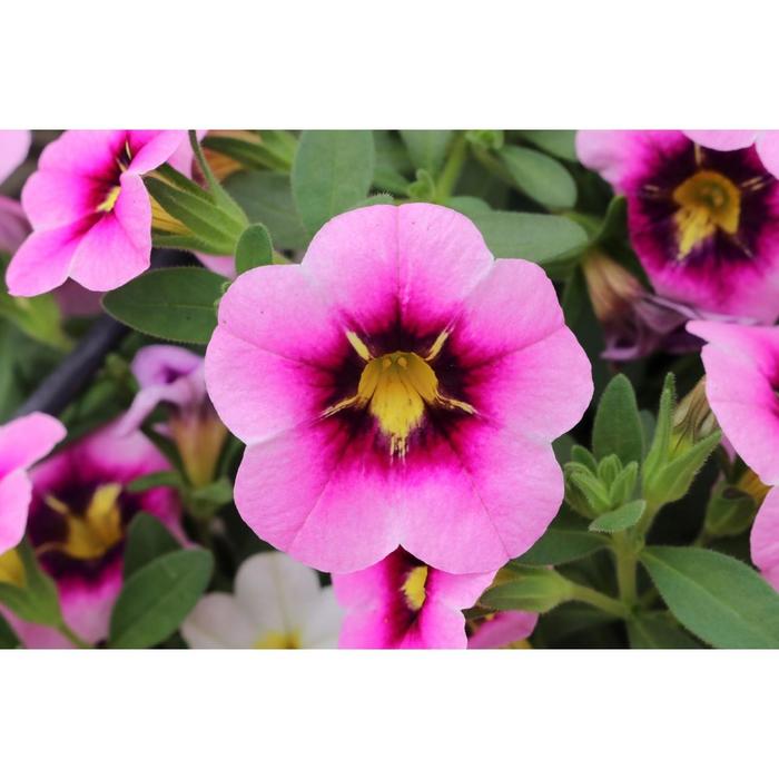 Calibrachoa - Calibrachoa 'Bloomtastic Pink Flare' Calibrachoa - Calibrachoa 'Bloomtastic Pink Flare'