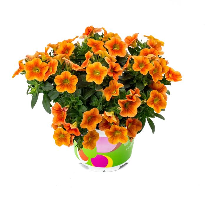 Calibrachoa - Calibrachoa 'Calitastic Pumpkin Spice' Calibrachoa - Calibrachoa 'Calitastic Pumpkin Spice'