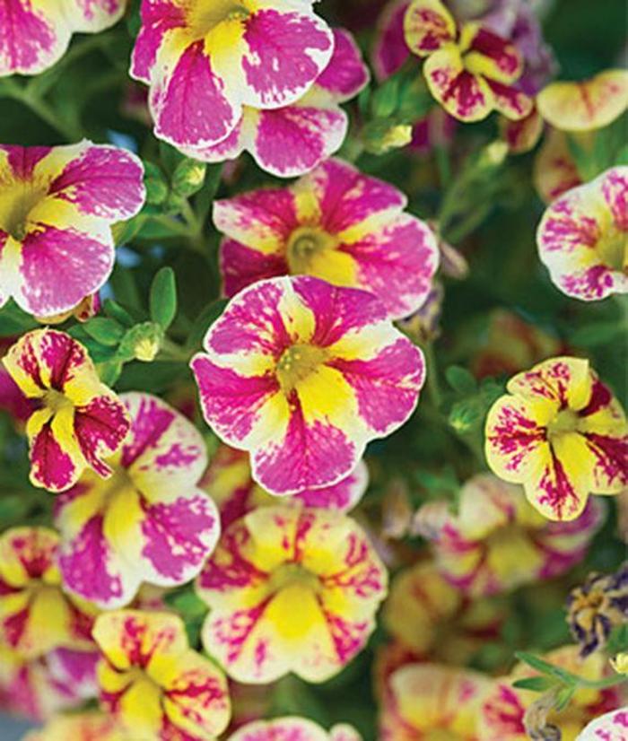 Calibrachoa - Calibrachoa hybrida 'Candy Shop Candy Bouquet' Calibrachoa - Calibrachoa hybrida 'Candy Shop Candy Bouquet'