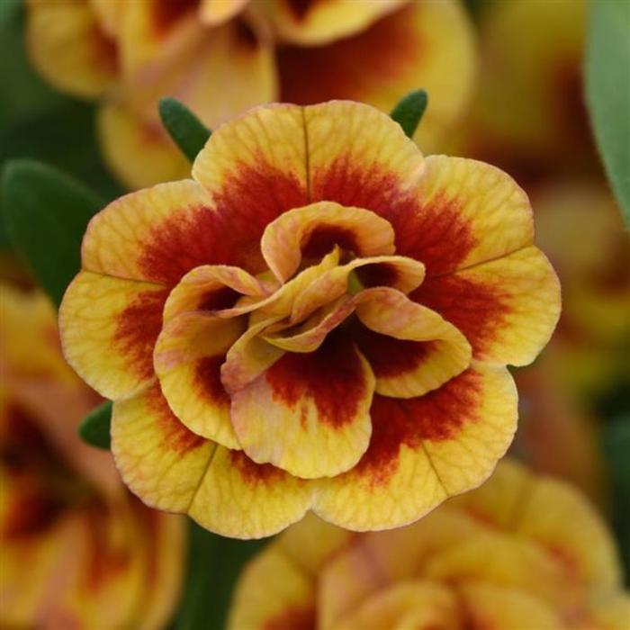 Calibrachoa - Calibrachoa 'Minifamous® Neo Double OrangeTastic' Calibrachoa - Calibrachoa 'Minifamous® Neo Double OrangeTastic'