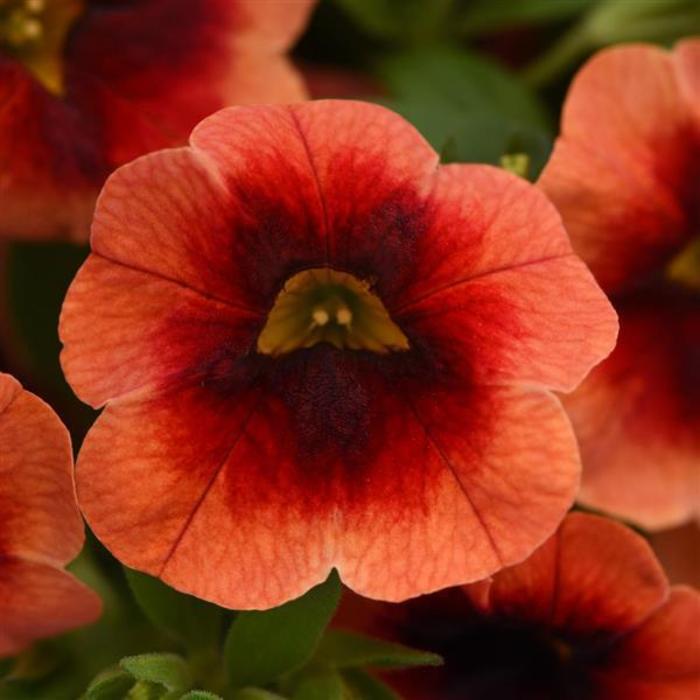 Calibrachoa - Calibrachoa 'MiniFamous® Neo Lava & Red Eye' Calibrachoa - Calibrachoa 'MiniFamous® Neo Lava & Red Eye'