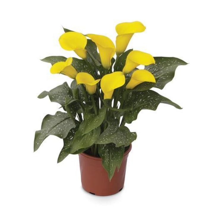 Calla Lily - Zantedeschia 'Fursa' Calla Lily - Zantedeschia 'Fursa'