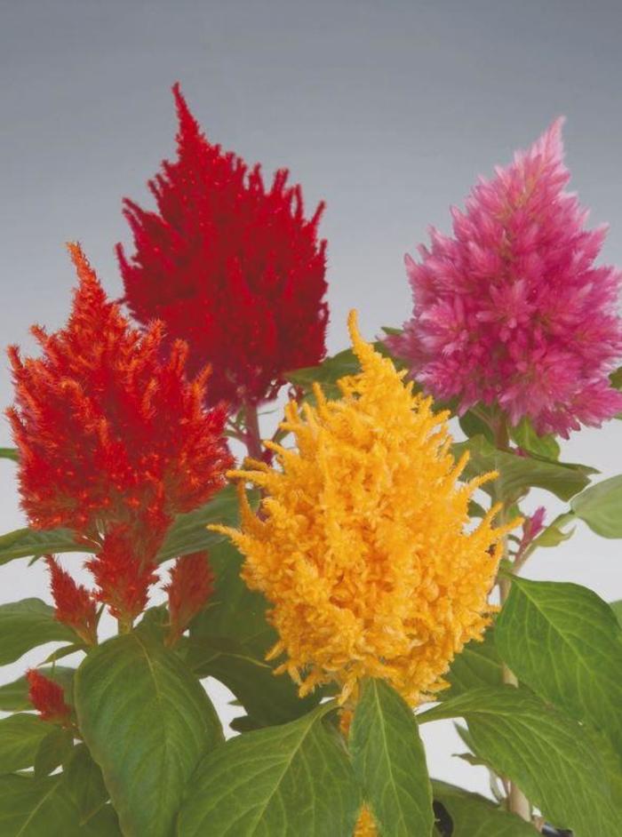 Celosia - Celosia 'Glorious Mix' Celosia - Celosia 'Glorious Mix'