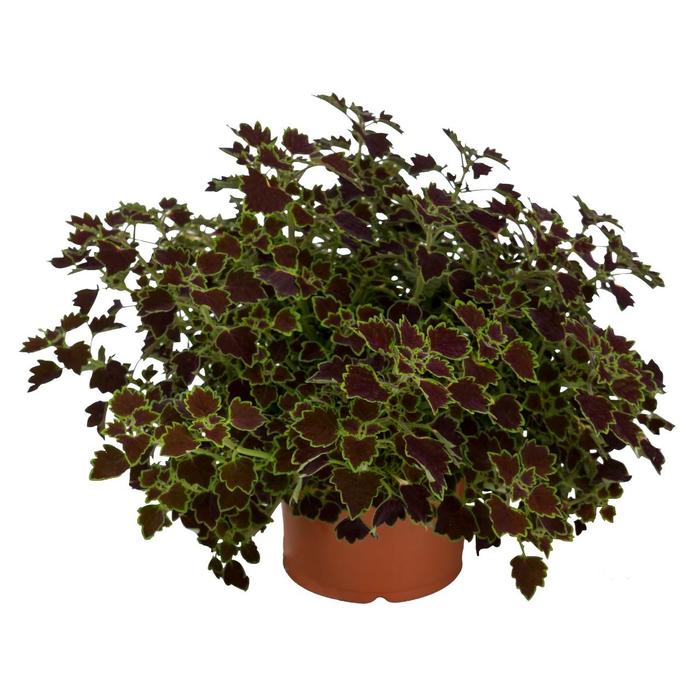 Coleus - Solenostemon scutellarioides 'Great Falls Niagara' Coleus - Solenostemon scutellarioides 'Great Falls Niagara'