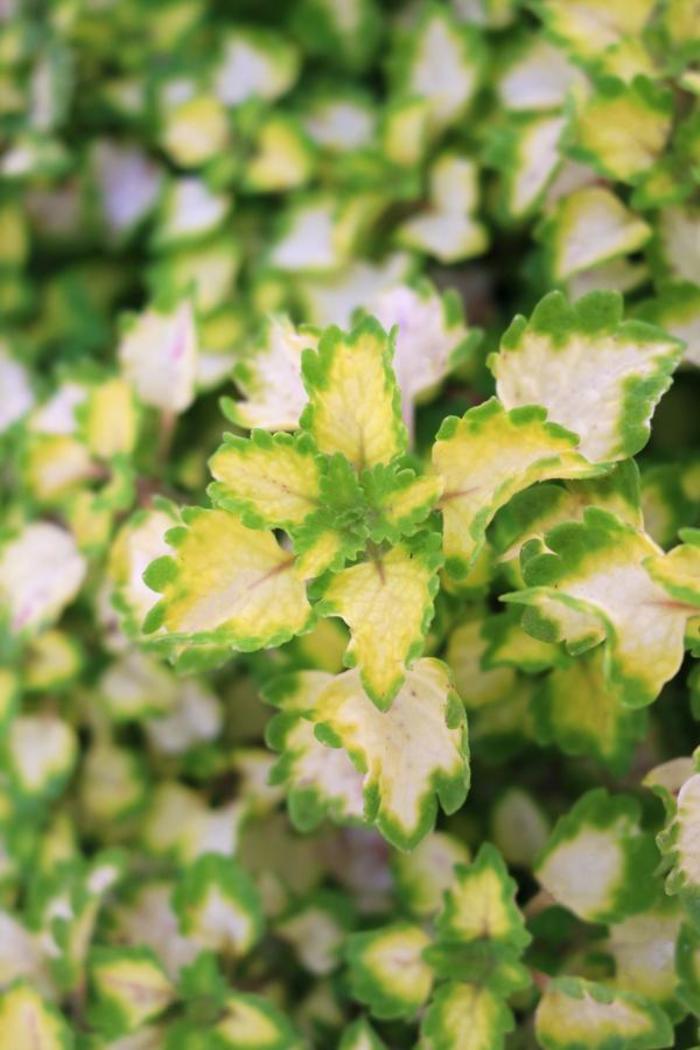 Coleus - Solenostemon scutellarioides 'Great Falls Yosemite'