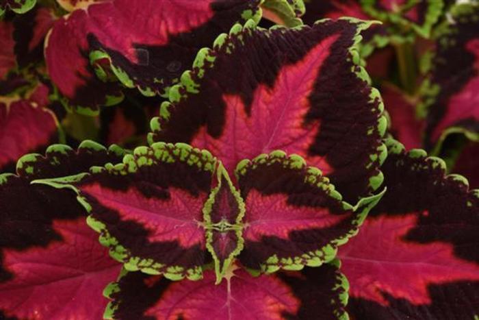 Coleus - Solenostemon scutellarioides 'Heartbreaker' Coleus - Solenostemon scutellarioides 'Heartbreaker'