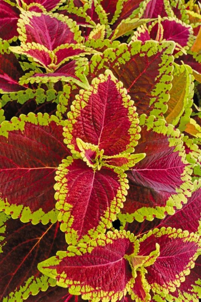 Coleus - Solenostemon scutellarioides 'Main Street Alligator Alley' Coleus - Solenostemon scutellarioides 'Main Street Alligator Alley'