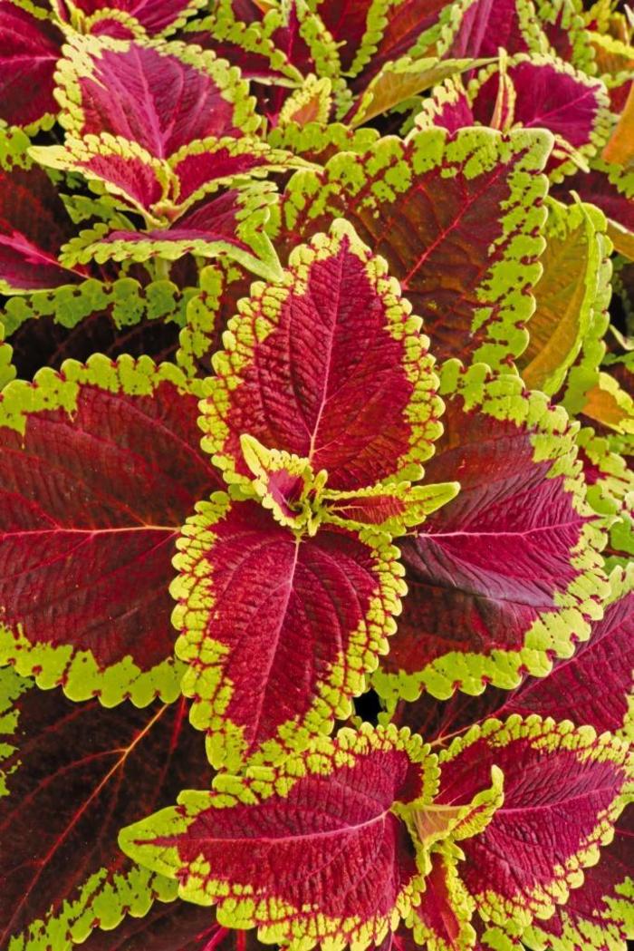 Coleus - Solenostemon scutellarioides 'Main Street Alligator Alley'