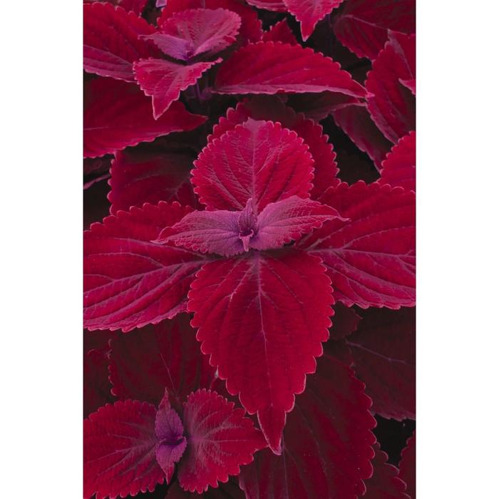 Coleus - Solenostemon scutellarioides 'Main Street Beale Street' Coleus - Solenostemon scutellarioides 'Main Street Beale Street'