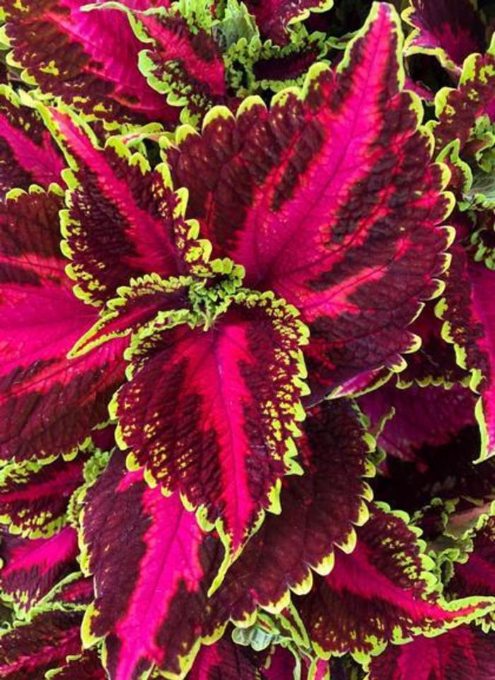 Coleus - Solenostemon scutellarioides 'Main Street Ocean Drive'